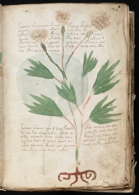 Actual Voynich manuscript folio 2r, with green leaves, three flower heads and groups of handwritten signs.
